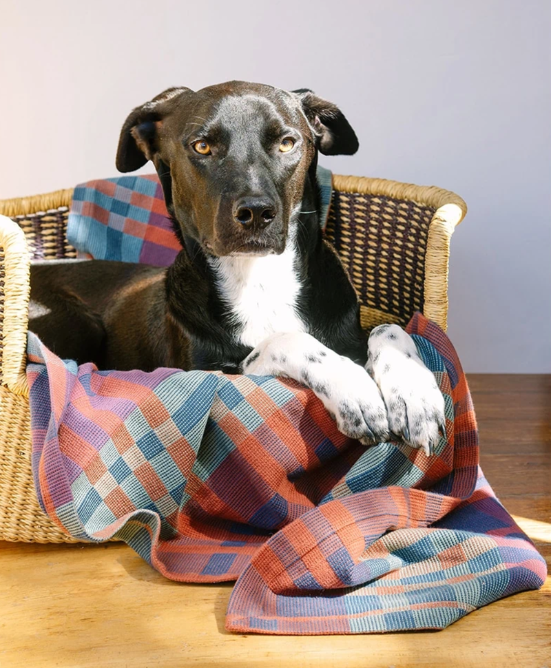 Fido Throw Blanket - Toto