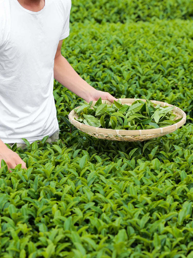 Green tea Kanayamidori sencha organic Japan shop Boston